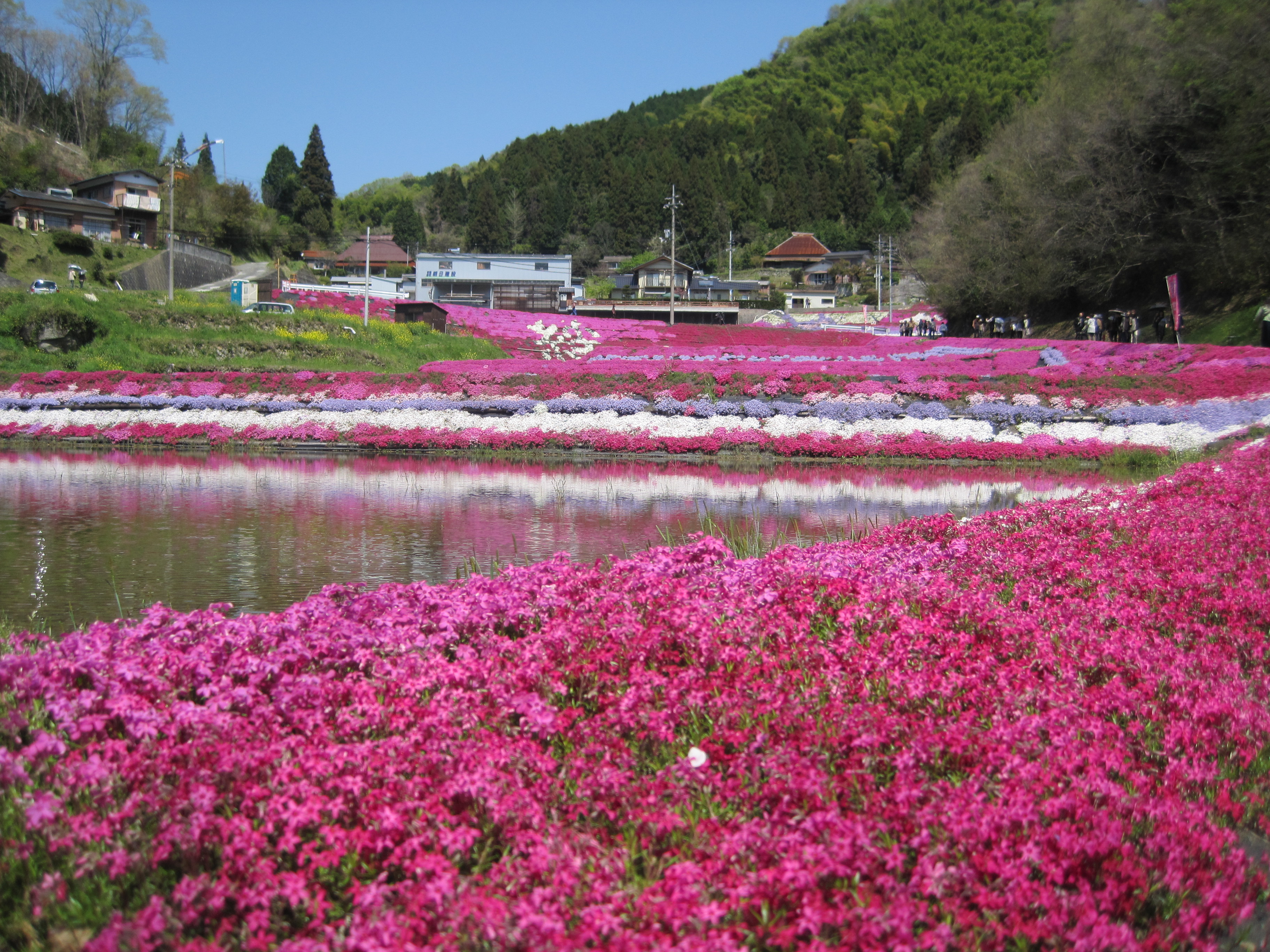 画像：大道理の芝桜